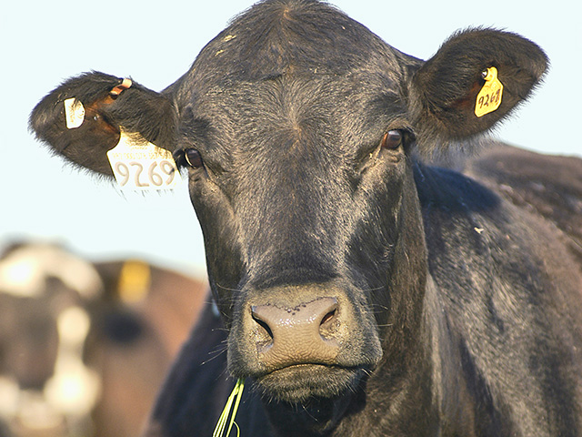 USDA expects beef production to set another record in 2019, as well as broilers and pork production. (DTN photo by Gregg Hillyer)